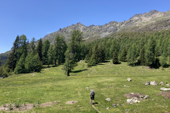 Gallruth8
