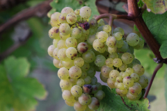 Trauben1