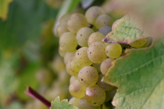 Trauben2