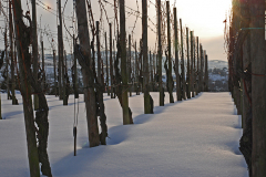 Weihnachten121
