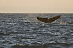 1_Kanada20170706_0211