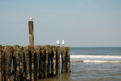 DSC_0206.JPG