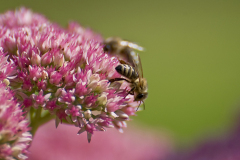 Bienen4