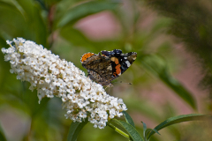 Bienen9