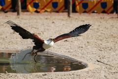 DSC_0229.JPG