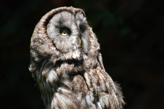 DSC_0066.JPG